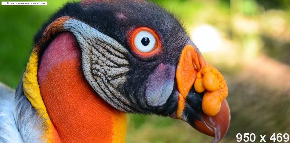 King Vulture - ein schönes Bild Der alternative Text der Bilder MUSS gepflegt sein